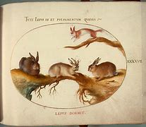 Image result for Mythical Rabbit