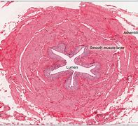 Image result for Foto Ureter