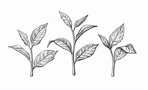 Image result for Tea Leaf Drawing