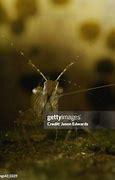 Image result for Shrimp Antennae