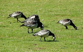 Image result for Branta Goose