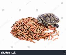 Image result for Red Spotted Turtle Food