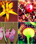 Image result for Bog Plants