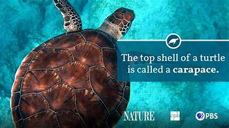 Image result for Sea Turtle Fact Sheet