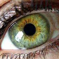 Image result for Greyish Yellow Eyes Logo