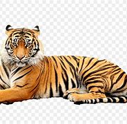 Image result for Cute Tiger Illustration No Background