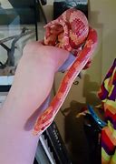 Image result for Biggest Corn Snake