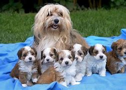 Image result for Jack Bichon Havanese Puppies