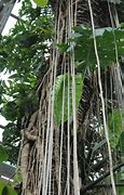 Image result for Aerial Roots