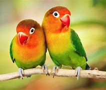 Image result for Parrot Love Birds