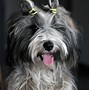 Image result for Tibetan Terrier Dog Breed