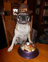 Image result for Thanksgiving Puglie Pug