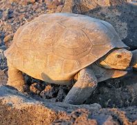 Image result for Arizona Desert Tortoise