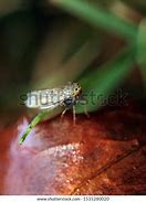 Image result for Sugar Beet Leafhopper