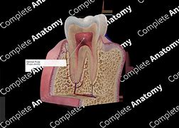 Image result for Pulp Anatomy