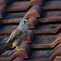 Image result for Lesser Kestrel