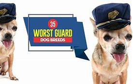 Image result for Newfoundland Guard Dog