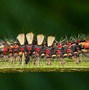 Image result for Tussock Moth Caterpillar Poisonous