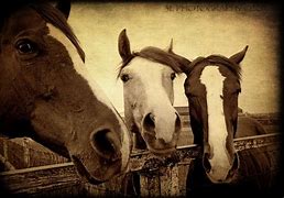 Image result for Western Horse Photography Riding