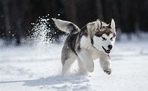 Image result for Anjing Husky