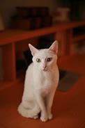 Image result for Sitting Down White Cats