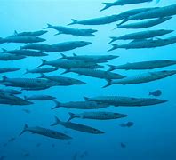 Image result for Barracuda Wallpaper