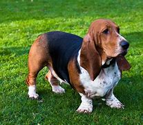 Image result for Tan Basset Hound