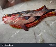 Image result for Fototo Fish