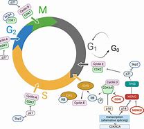 Image result for Cell Cycle Cyclins and CDKs