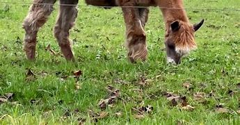 Image result for Llama Pasture