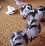 Image result for Cape Barren Geese