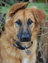 Image result for Shepherd Golden Retriever Mix Puppy