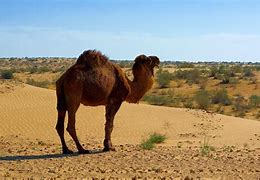 Image result for Desierto Fauna