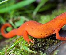 Image result for White Newt