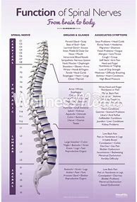 Image result for Spinal Nerves List