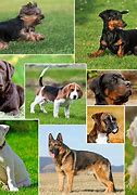 Image result for Most Loved Dog Breed