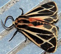 Image result for Tiger Moth Insect