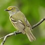 Image result for Small Michigan Birds