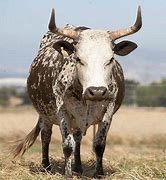 Image result for Nguni Cattle Skins