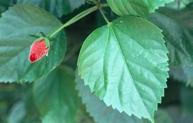 Image result for Hibiscus Leaf