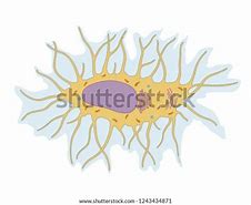 Image result for Bone Cell Picture B