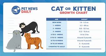 Image result for Cat Growth Chart by Month