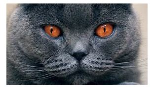 Image result for Chartreux Cat Eyes