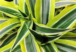 Image result for Variegated Dracaena Plant