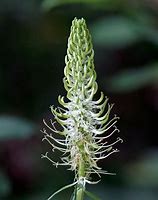 Image result for Spiked Rampion