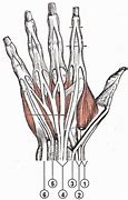 Image result for Extensor Tendons Dorsal Hand