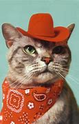 Image result for Texas Cowboy Cat