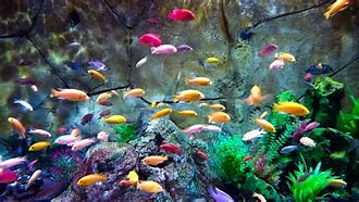 Image result for Best Freshwater Fish