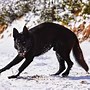 Image result for Black Fur Wolf Dog