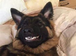 Image result for Funniest German Shepherds